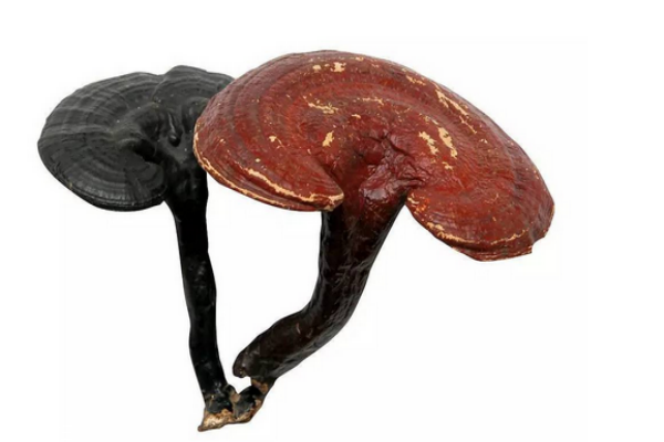 灵芝不能和什么东西同食(灵芝不能和什么同食)