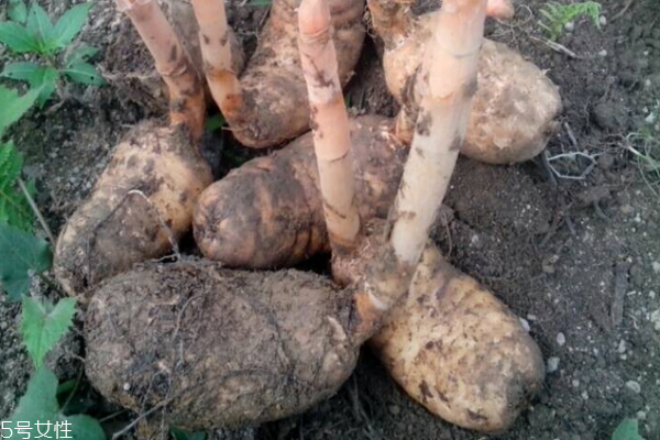 吃天麻有什么好处(吃天麻有什么好处?适合哪种人吃?)