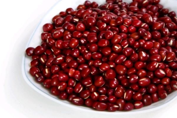 红豆小知识(红豆小知识) 红豆小知识(红豆小知识)