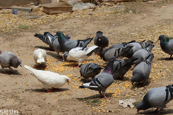 鸽子肉上火吗(鸽子肉上火吗,孩子能吃吗)