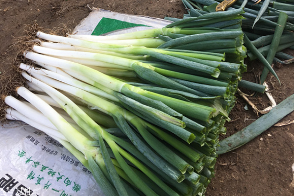 大葱炒鸡蛋的食材选购(大葱炒鸡蛋的正宗做法) 大葱炒鸡蛋的食材选购(大葱炒鸡蛋的正宗做法)