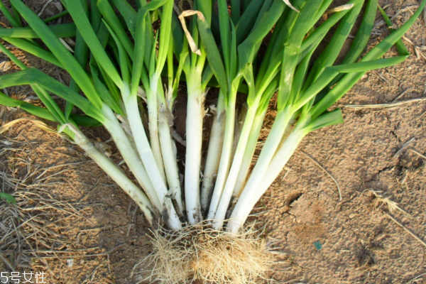 大葱如何保存(大葱如何保存时间长)