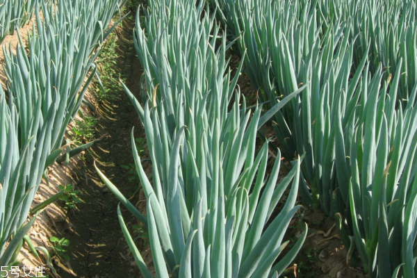 孕妇能吃大葱炒鸡蛋吗(孕妇能吃大葱炒鸡蛋吗?)