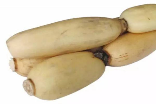 莲藕几月份成熟(莲藕几月份成熟收获)