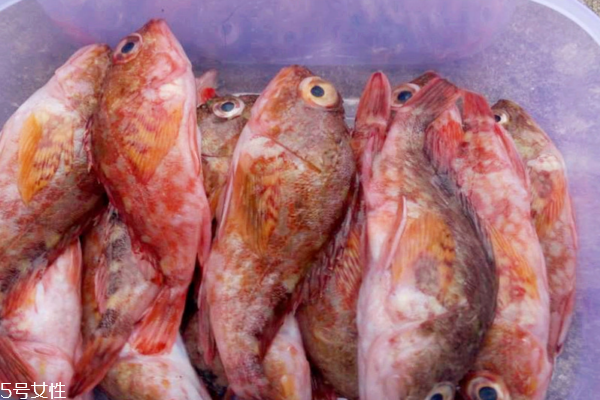 石斑鱼的食用禁忌(石斑鱼的食用禁忌)