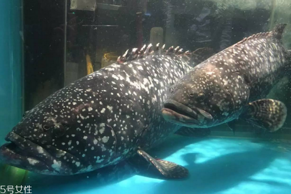 石斑鱼经济价值(石斑鱼经济价值)