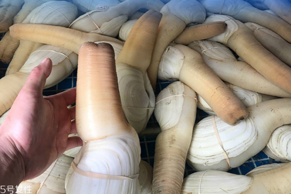 孕妇能吃象拔蚌吗(孕妇能吃象拔蚌吗)