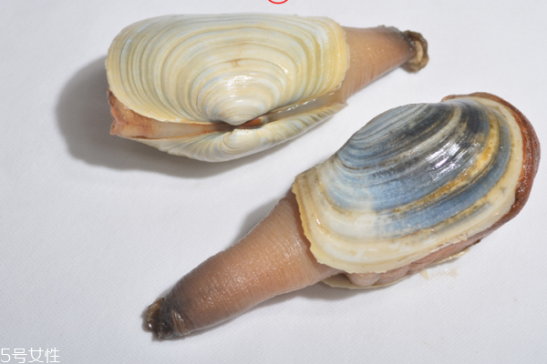 象拔蚌可以做哪些菜(象拔蚌的家常菜做法)