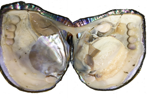 河蚌小知识(什么的河蚌)