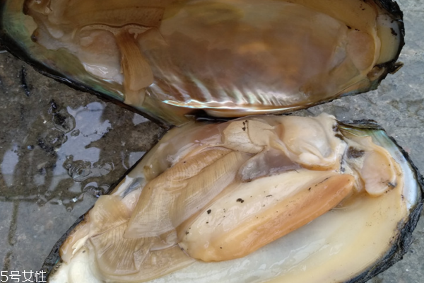 河蚌哪些部位不能吃(河蚌哪些部位不能吃图解)