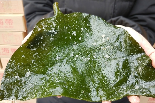 海带选什么样的好(海带选什么样的好些)