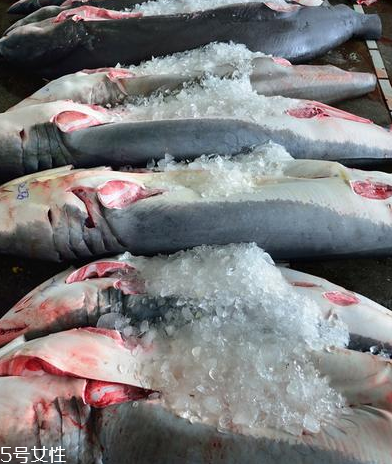 鱼翅吃了有什么好处(鱼翅吃了有什么好处) 鱼翅吃了有什么好处(鱼翅吃了有什么好处)