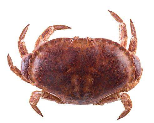 面包蟹有什么营养(面包蟹有什么营养价值)