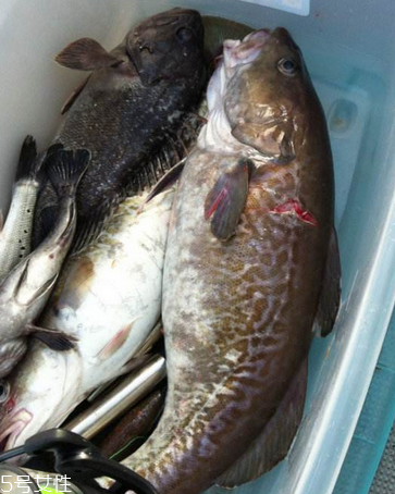 鳕鱼和明太鱼的区别(鳕鱼和明太鱼的区别图片)