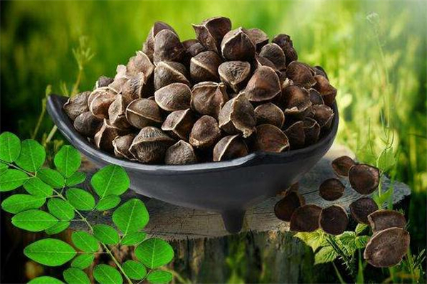 孕妇吃辣木籽会流产吗(孕妇吃多少辣木籽会流产)