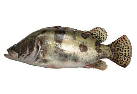 孕妇可以吃桂鱼吗(孕妇可以吃桂鱼吗?)