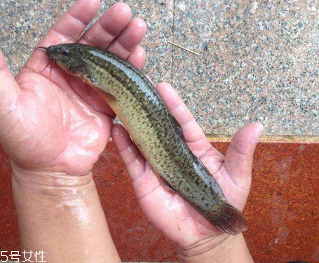 泥鳅如何处理(泥鳅如何处理干净)