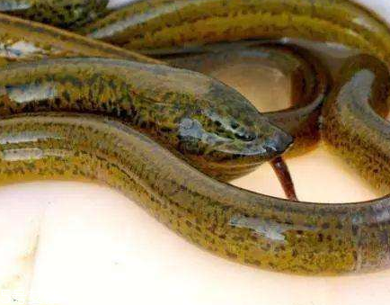 无硅油洗发水品牌排行榜(无硅油洗发水品牌排行榜前十名) 无硅油洗发水品牌排行榜(无硅油洗发水品牌排行榜前十名)