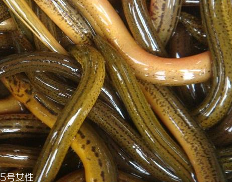 黄鳝小知识(黄鳝小知识)