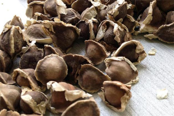 辣木籽有什么作用(辣木籽有什么作用和功效)