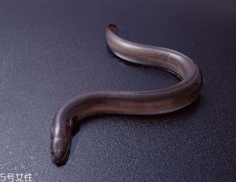 鳗鱼的适用人群(鳗鱼禁忌人群) 鳗鱼的适用人群(鳗鱼禁忌人群)