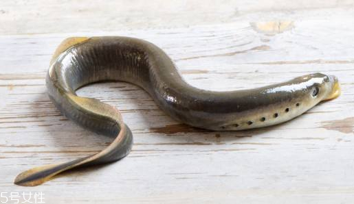 鳗鱼的挑选方法(鳗鱼怎么挑选)