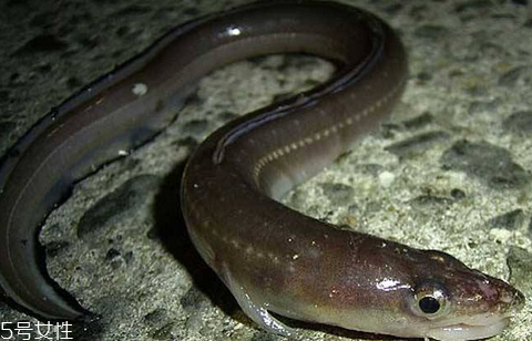 鳗鱼的营养价值(鳗鱼的营养价值及功效和禁忌)