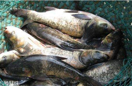 鲢鱼的适用人群(鲢鱼哪些人不适合吃)