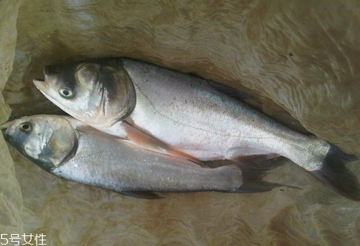 鲢鱼的营养价值(鲢鱼的营养价值及功效) 鲢鱼的营养价值(鲢鱼的营养价值及功效)