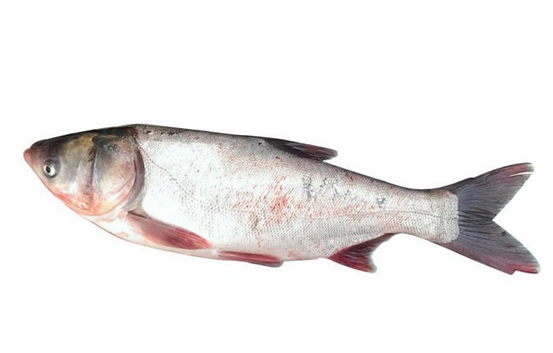 鲢鱼的功效和作用(鲢鱼的功效和作用禁忌)