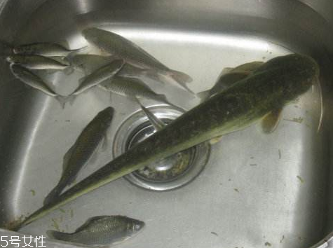 鲶鱼长什么样子(鲶鱼长什么样子图片)