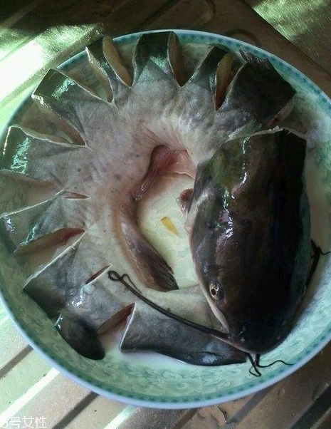 孕妇能吃鲶鱼吗(孕妇能吃鲶鱼吗对胎儿有影响吗)