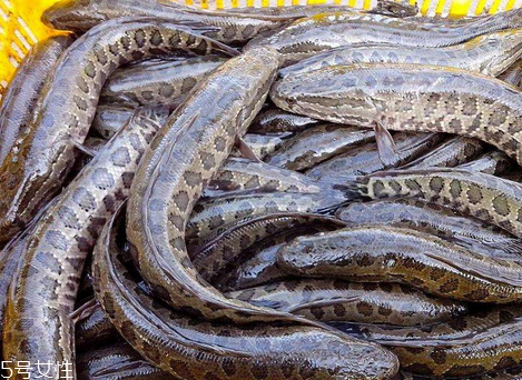 黑鱼营养价值(鲫鱼有什么营养价值) 黑鱼营养价值(鲫鱼有什么营养价值)