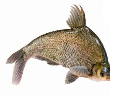 鳊鱼做酸菜鱼做法(鮰鱼做酸菜鱼步骤)