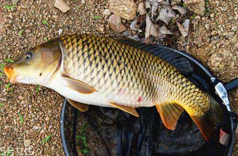 护发素怎么用(护发素怎么用才是正确的) 护发素怎么用(护发素怎么用才是正确的)