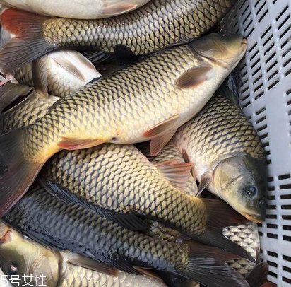 孕妇能吃鲤鱼吗(孕妇能吃鲤鱼吗?)
