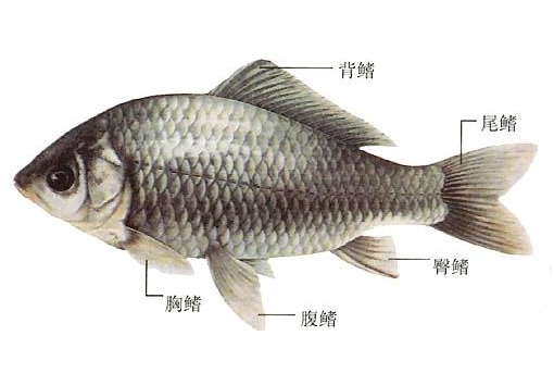 怎样挑选鲫鱼(怎样挑选鲫鱼)