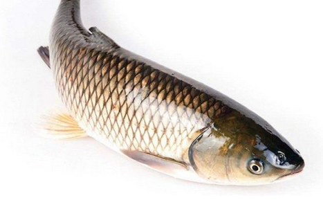 青鱼和草鱼哪个贵(青鱼和草鱼哪个贵一些)