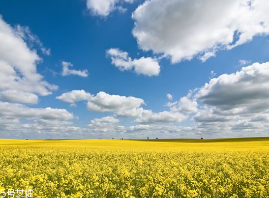 菜油长期食用有什么危害(常吃菜油有什么危害)