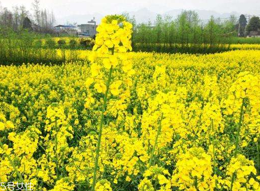菜籽油好还是花生油好(炒菜用菜籽油好还是花生油好) 菜籽油好还是花生油好(炒菜用菜籽油好还是花生油好)