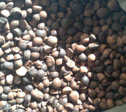 茶油如何榨油(茶油如何榨油)