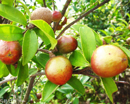 茶油能消炎吗(茶油能消炎吗) 茶油能消炎吗(茶油能消炎吗)