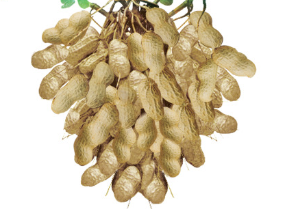 花生油介绍(鲁花花生油介绍)