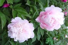 芍药花食用价值(芍药花药用价值)