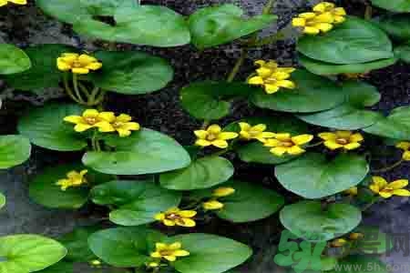 过路黄的药用价值(过路黄的药用价值) 过路黄的药用价值(过路黄的药用价值)