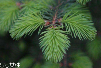 松针的食用方法(松针的功效和作用及食用方法) 松针的食用方法(松针的功效和作用及食用方法)