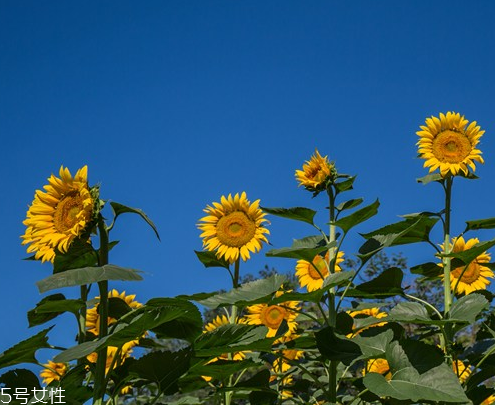 葵花籽油的功效和作用(葵花籽油的功效和作用和副作用)