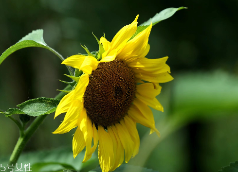 男人肾虚吃什么补肾(男人肾虚吃什么补肾又快又好)