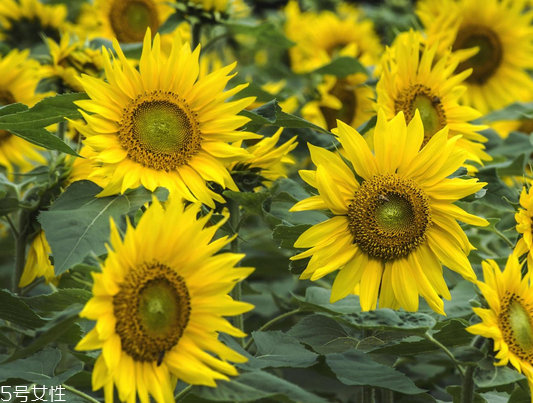 葵花籽油怎么吃(葵花籽油怎么吃最好)