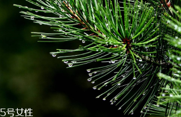 松针酵素怎么食用(松针酵素怎么做) 松针酵素怎么食用(松针酵素怎么做)
